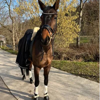 PferdeWert Instagram - Pferd mit Abschwitzdecke PferdeWert Instagram - Pferd mit Abschwitzdecke