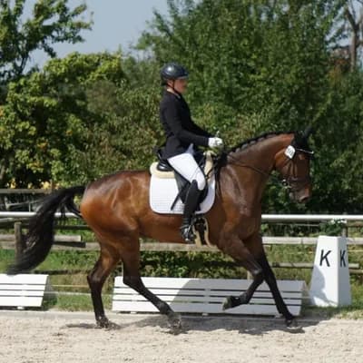 PferdeWert Instagram - Pferd mit Turnierschleife PferdeWert Instagram - Pferd mit Turnierschleife