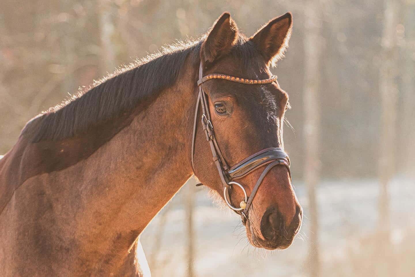 Unser Pferd Blossom beim Photoshooting - Professionelle Pferdebewertung Beispiel Unser Pferd Blossom beim Photoshooting - Professionelle Pferdebewertung Beispiel